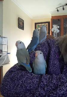 beaux bébés inséparables roseicollis nourrient à la main - Photo 6