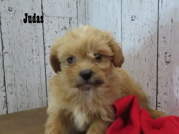 3 beautiful Shipoo puppies