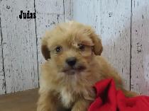 3 beautiful Shipoo puppies