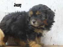 3 beautiful Shipoo puppies - Photo 2