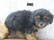 3 beautiful Shipoo puppies - Photo 3