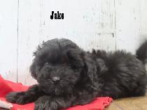 3 beautiful Shipoo puppies - Photo 4