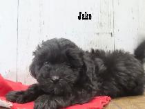 3 beautiful Shipoo puppies - Photo 5