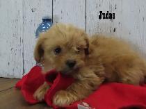 3 beautiful Shipoo puppies - Photo 6
