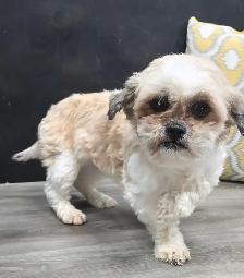 3 beautiful Shipoo puppies - Photo 7