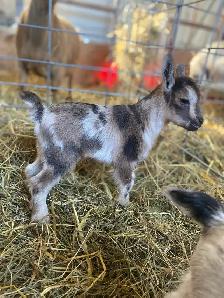 Nigerian Dwarf Kids - Photo 2