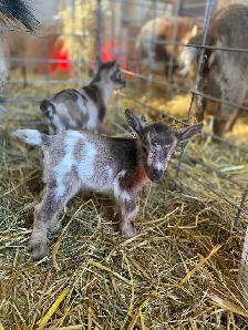 Nigerian Dwarf Kids - Photo 3