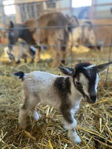 Nigerian Dwarf Kids - Photo 4