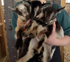 Nigerian Dwarf Kids - Photo 6