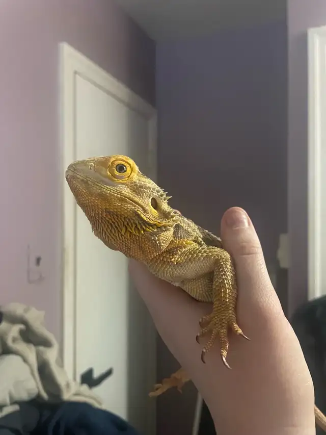 Dragon barbue femelle avec vivarium à vendre