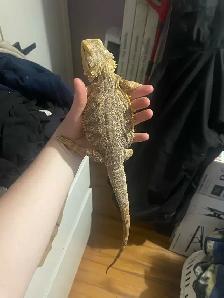 Dragon barbue femelle avec vivarium à vendre - Photo 2