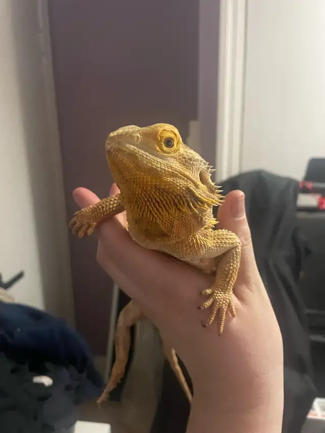 Dragon barbue femelle avec vivarium à vendre - Photo 3
