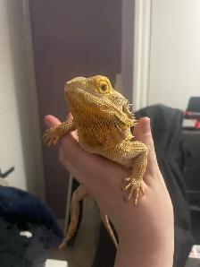 Dragon barbue femelle avec vivarium à vendre - Photo 3