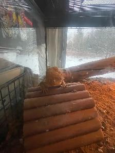 Dragon barbue femelle avec vivarium à vendre - Photo 4