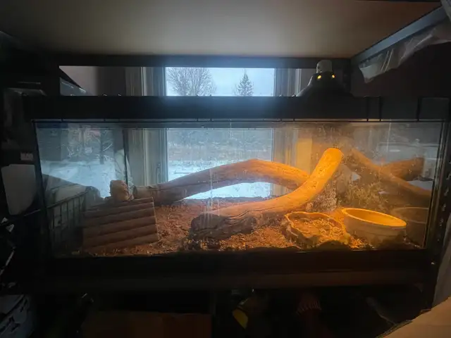 Dragon barbue femelle avec vivarium à vendre - Photo 5