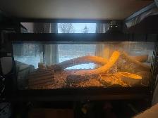 Dragon barbue femelle avec vivarium à vendre - Photo 5