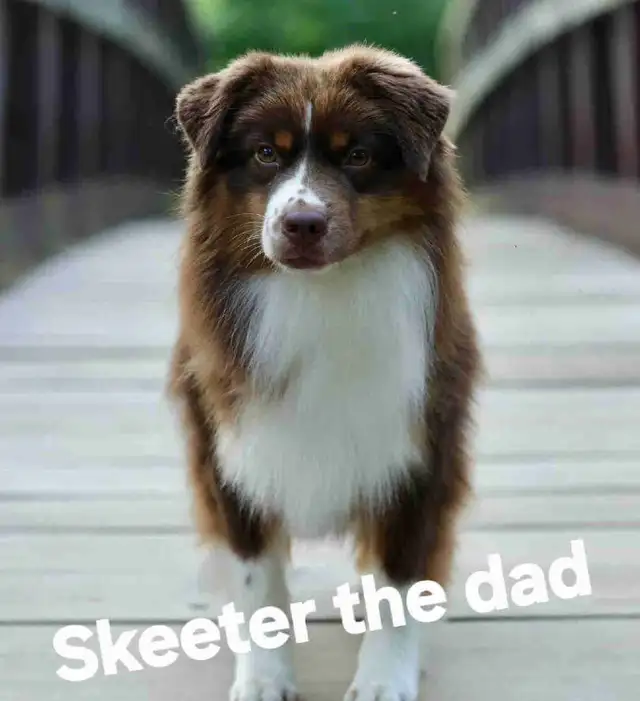 Minature Australian Shepherd Puppies for rehoming