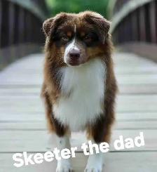 Minature Australian Shepherd Puppies for rehoming