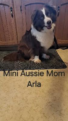 Minature Australian Shepherd Puppies for rehoming - Photo 2