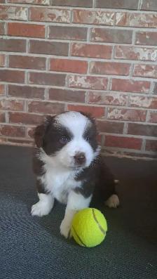 Minature Australian Shepherd Puppies for rehoming - Photo 3