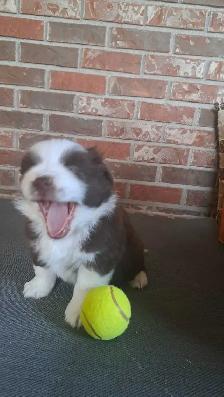Minature Australian Shepherd Puppies for rehoming - Photo 4