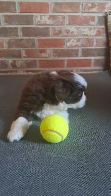 Minature Australian Shepherd Puppies for rehoming - Photo 5