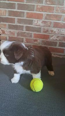 Minature Australian Shepherd Puppies for rehoming - Photo 6