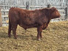 Bulls for Sale - Photo 2