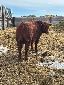 Bulls for Sale - Photo 3