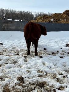 Bulls for Sale - Photo 4