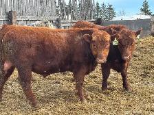 Bulls for Sale - Photo 5