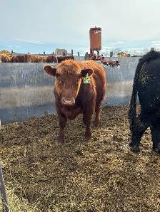 Bulls for Sale - Photo 6