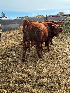 Bulls for Sale - Photo 7