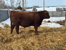 Bulls for Sale - Photo 8