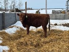 Bulls for Sale - Photo 9