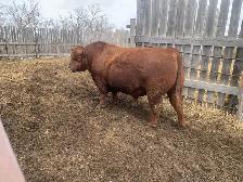 Bulls for Sale - Photo 10