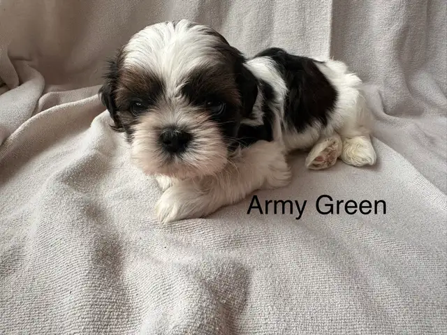 Shih Tzu Pom puppies and Shorkie puppies