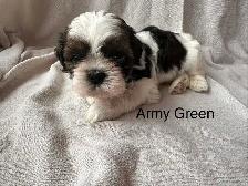 Shih Tzu Pom puppies and Shorkie puppies