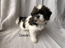 Shih Tzu Pom puppies and Shorkie puppies - Photo 2