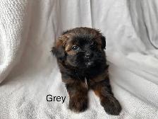 Shih Tzu Pom puppies and Shorkie puppies - Photo 3