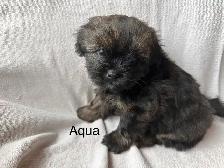 Shih Tzu Pom puppies and Shorkie puppies - Photo 4