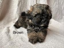 Shih Tzu Pom puppies and Shorkie puppies - Photo 5