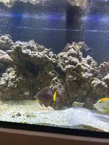 saltwater fish - Photo 2