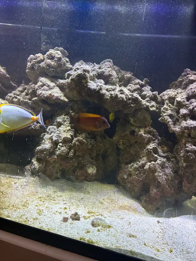 saltwater fish - Photo 3