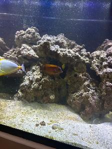 saltwater fish - Photo 3