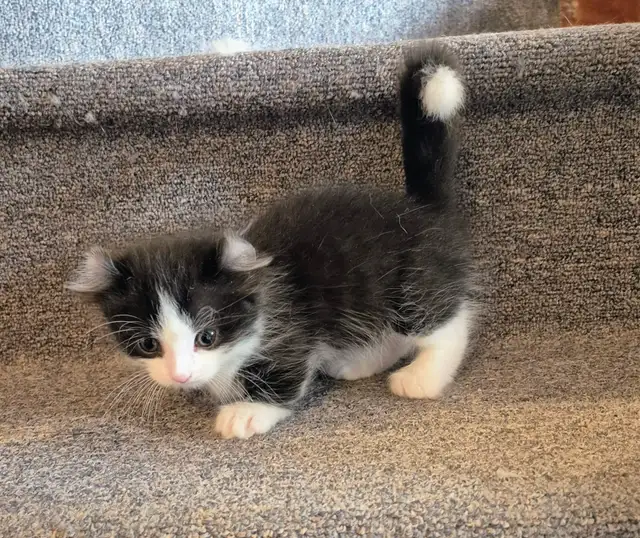 Munchkin Standard Short Legged Tuxedo - Photo 2