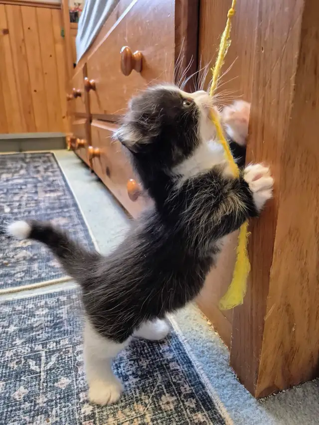 Munchkin Standard Short Legged Tuxedo - Photo 3