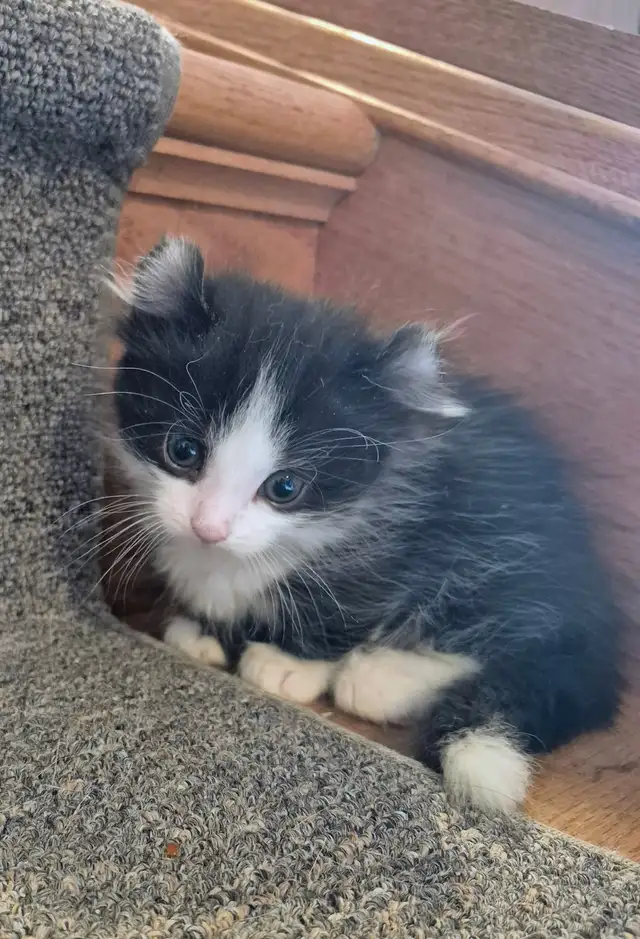 Munchkin Standard Short Legged Tuxedo - Photo 4