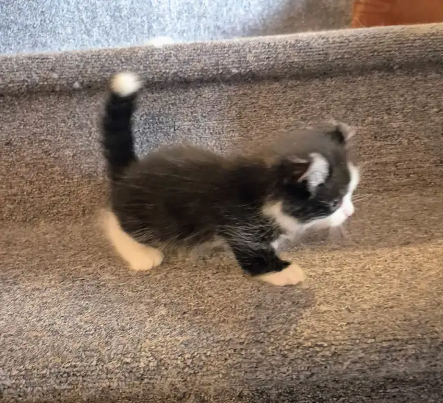 Munchkin Standard Short Legged Tuxedo - Photo 5