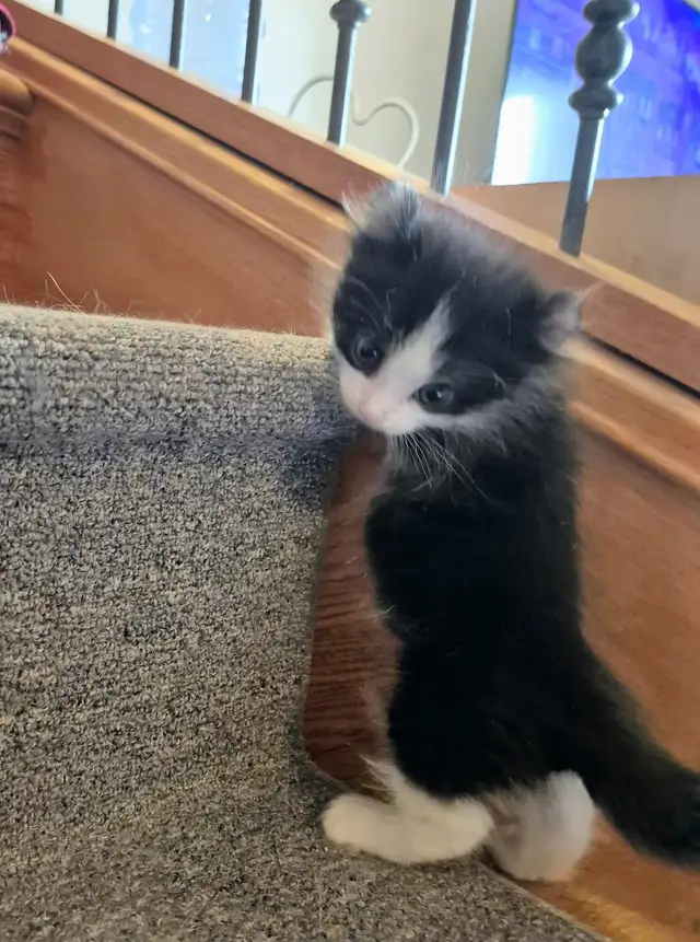 Munchkin Standard Short Legged Tuxedo - Photo 6